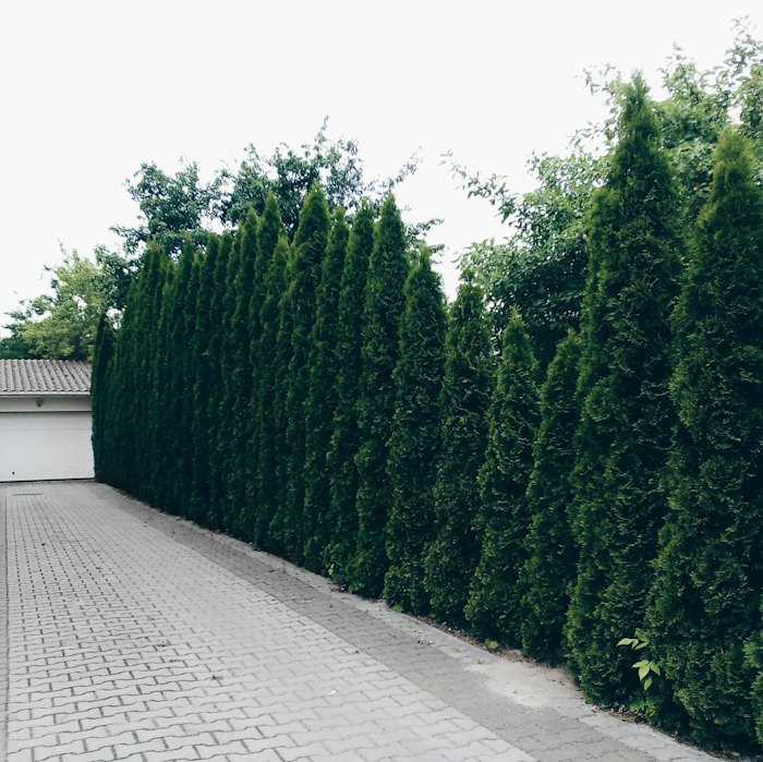 Haie de jardin entretenue