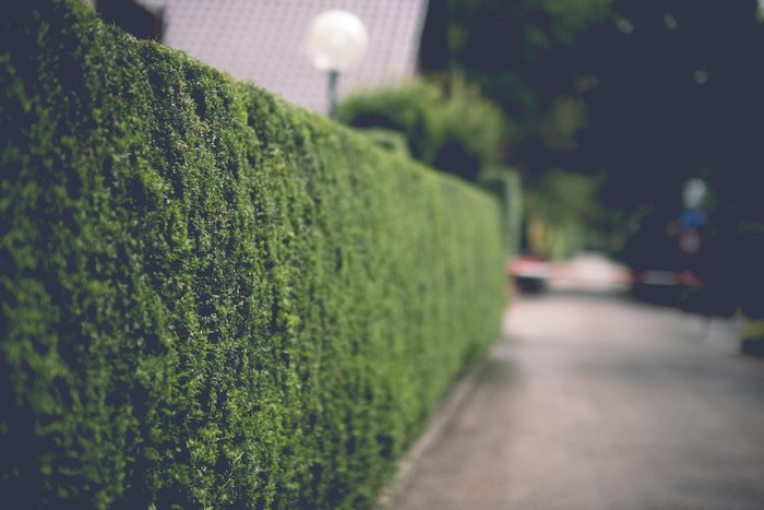 Haie de jardin taillée